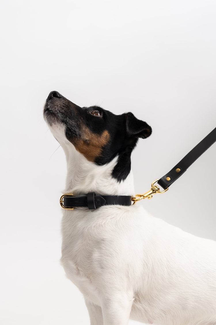 Dog accessories